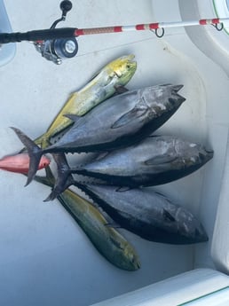 Fishing in Fort Lauderdale, Florida