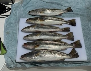 Fishing in St. Petersburg, Florida