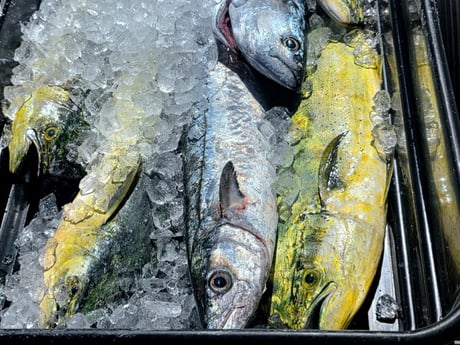 Fishing in Arcadia, Florida