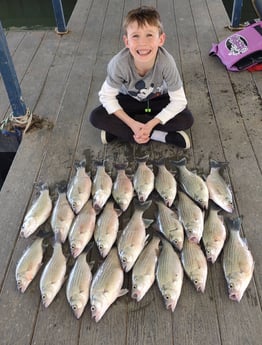 Striped Bass fishing in Runaway Bay, Texas