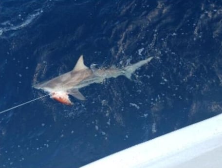 Blacktip Shark Fishing in Clearwater, Florida