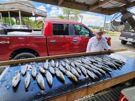 Speckled Trout Fishing in Yscloskey, Louisiana