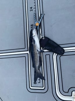 Fishing in Pembroke Pines, Florida