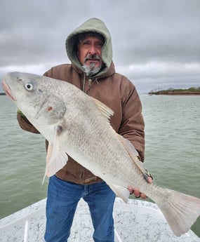 Black Drum Fishing in Port Isabel, Texas