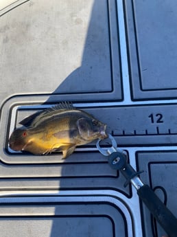 Fishing in Pembroke Pines, Florida