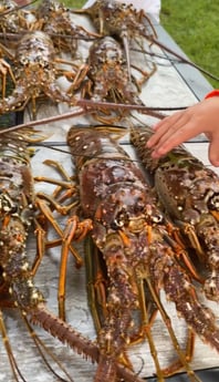 Lobster Fishing in Tampa, Florida