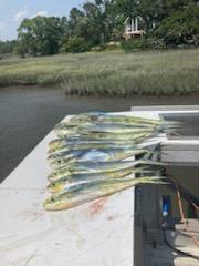 Mahi Mahi Fishing in Charleston, South Carolina