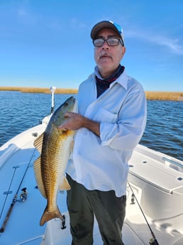 Redfish Fishing in Yscloskey, Louisiana