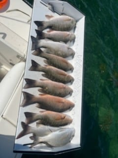 Mangrove Snapper Fishing in Key West, Florida
