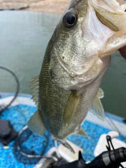 Largemouth Bass Fishing in Briarcliff, Texas