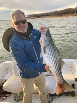 Striped Bass Fishing in Pottsboro, Texas