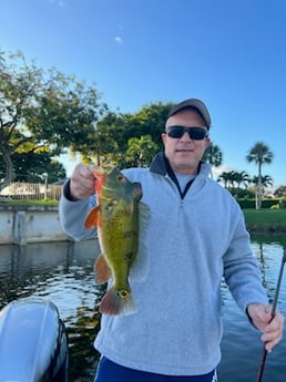 Peacock Bass Fishing in Delray Beach, Florida