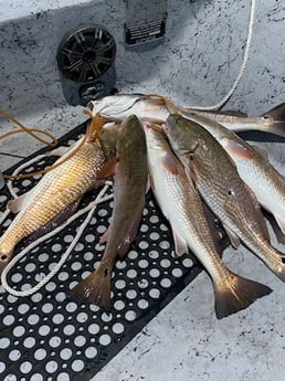 Redfish Fishing in Ingleside, Texas
