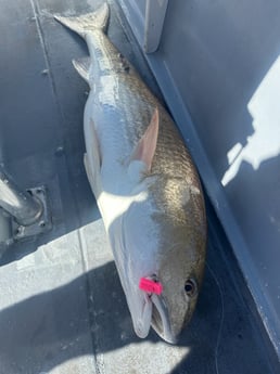 Fishing in Port Orange, Florida