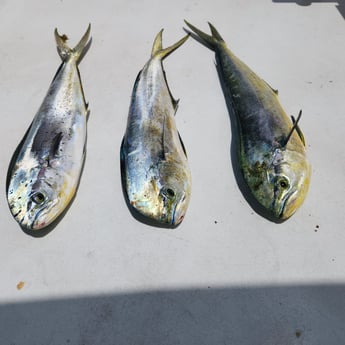 Fishing in Pompano Beach, Florida