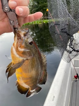 Fishing in Weston, Florida