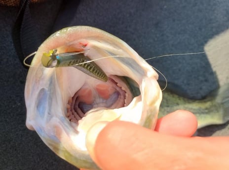 Largemouth Bass Fishing in Austin, Texas