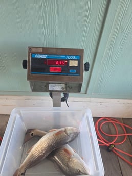Fishing in Folly Beach, South Carolina