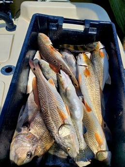 Redfish, Sheepshead Fishing in Boothville-Venice, LA, USA