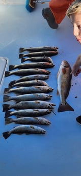 Redfish, Speckled Trout Fishing in Holmes Beach, Florida