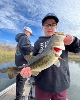 Largemouth Bass fishing in Buda, Texas