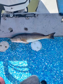 Fishing in Corpus Christi, Texas