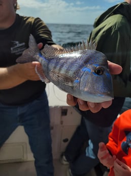 Grunt fishing in Clearwater, Florida