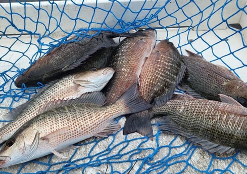 Fishing in Naples, Florida