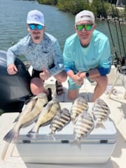 Black Drum, Sheepshead Fishing in