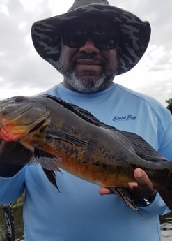 Peacock Bass fishing in Fort Lauderdale, Florida