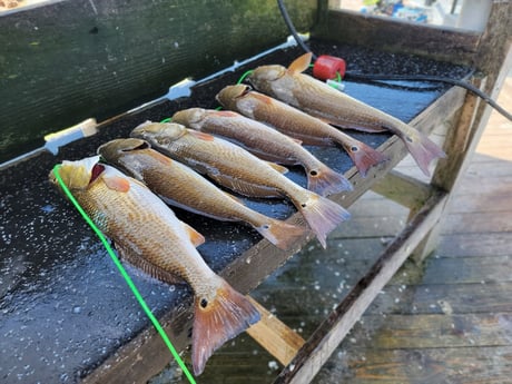Redfish Fishing in Rio Hondo, Texas