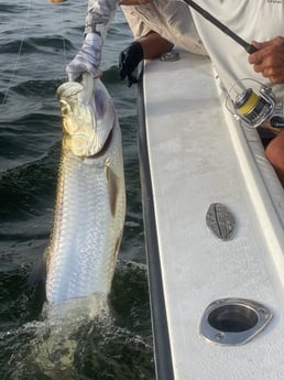 Tarpon fishing in Naples, Florida