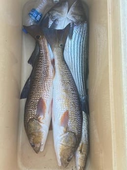 Redfish Fishing in Pensacola, Florida