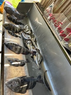 Fishing in D&#039;Iberville, Mississippi