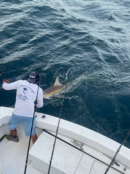Blacktip Shark Fishing in Pompano Beach, Florida