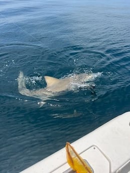 Bull Shark Fishing in Destin, Florida