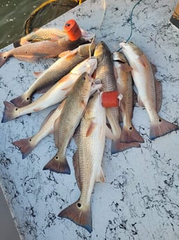 Redfish Fishing in Rio Hondo, Texas