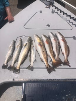 Redfish, Speckled Trout Fishing in Rockport, Texas