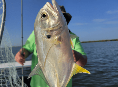 Jack Crevalle Fishing in