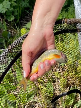 Brown Trout Fishing in