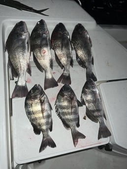 Black Drum Fishing in Naples, Florida