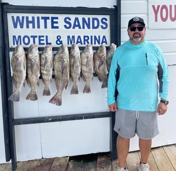 Black Drum Fishing in Port Isabel, Texas