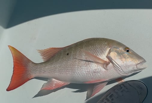 Fishing in Marathon, Florida