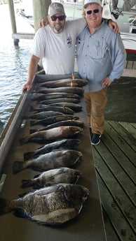 Black Drum, Redfish, Sheepshead, Speckled Trout / Spotted Seatrout fishing in San Leon, Texas