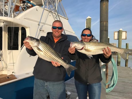 Striped Bass Fishing in Virginia Beach, Virginia