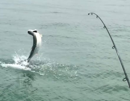 Tarpon Fishing in Tarpon Springs, Florida