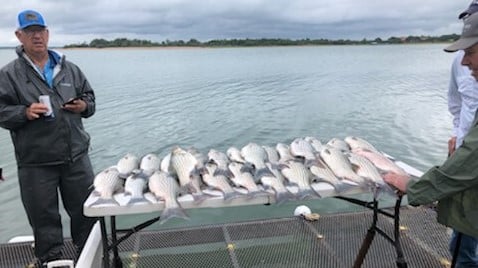 Striped Bass fishing in Burnet, Texas