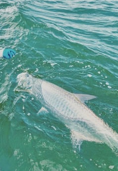 Tarpon Fishing in Tarpon Springs, Florida