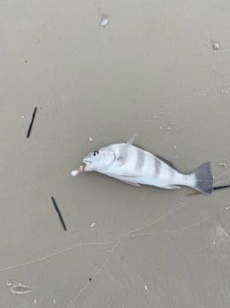 Black Drum Fishing in Destin, Florida