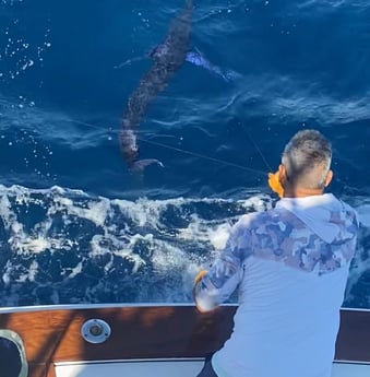 Striped Marlin Fishing in Cabo San Lucas, Baja California Sur